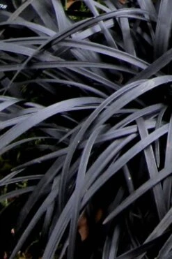 Black Mondo Grass - Ophiopogon Planiscapus 'Nigrescens' - 6 Pack Of 1 Gallon Pots -Botanica Tree Store Mondo Grass Black 10