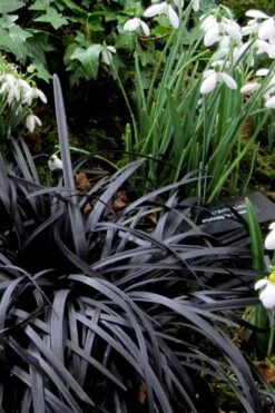 Black Mondo Grass - Ophiopogon Planiscapus 'Nigrescens' - 6 Pack Of 1 Gallon Pots -Botanica Tree Store Mondo Grass Black 11