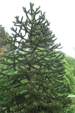 Monkey Puzzle Tree - Araucaria Auracana - 5 Gallon Pot 9 Monkey Puzzle Tree - Araucaria Auracana - 5 Gallon Pot -Botanica Tree Store Monkey Puzzle Tree 2 4