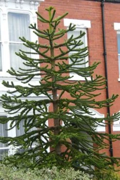 Monkey Puzzle Tree - Araucaria Auracana - 5 Gallon Pot 8 Monkey Puzzle Tree - Araucaria Auracana - 5 Gallon Pot -Botanica Tree Store Monkey Puzzle Tree 3 4