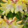 Clear Creek Aromi Azalea (Rhododendron) - 3 Gallon Pot