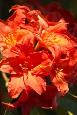Great Balls Of Fire Aromi Azalea (Rhododendron) - 3 Gallon Pot -Botanica Tree Store Native Azalea Great Balls Of Fire 1