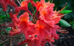 Jeb Stuart Native Azalea (Rhododendron) - 3 Gallon Pot -Botanica Tree Store Native Azalea Jeb Stuart 2