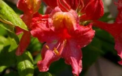 Jeb Stuart Native Azalea (Rhododendron) - 3 Gallon Pot -Botanica Tree Store Native Azalea Jeb Stuart 3