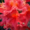 Jeb Stuart Native Azalea (Rhododendron) - 3 Gallon Pot