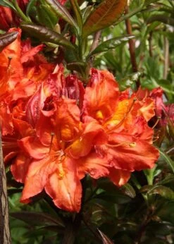 Mary Poppins Azalea (Rhododendron) - 5 Gallon Pot -Botanica Tree Store Native Azalea Mary Poppins 5