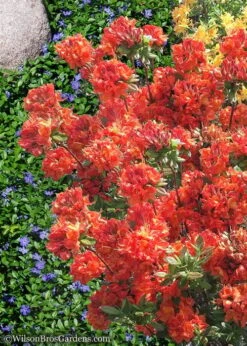 Mary Poppins Azalea (Rhododendron) - 5 Gallon Pot -Botanica Tree Store Native Azalea Mary Poppins 6