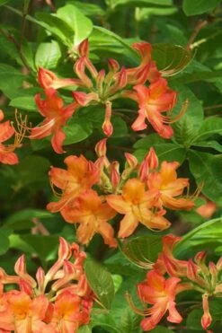 Nancy's Orange Native Azalea - Rhododendron Flammeum X Calendulaceum - 3 Gallon Pot -Botanica Tree Store Native Azalea Nancy 1