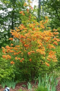 Nancy's Orange Native Azalea - Rhododendron Flammeum X Calendulaceum - 3 Gallon Pot -Botanica Tree Store Native Azalea Nancy 4