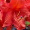 Robert E. Lee Native Azalea (Rhododendron) - 3 Gallon Pot