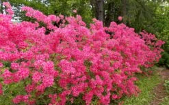 Rosy Lights Cold Hardy Azalea (Rhododendron) - 3 Gallon Pot -Botanica Tree Store Native Azalea Rosy Lights 5