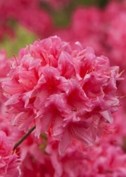 Rosy Lights Cold Hardy Azalea (Rhododendron) - 3 Gallon Pot -Botanica Tree Store Native Azalea Rosy Lights 6