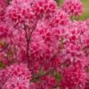 Rosy Lights Cold Hardy Azalea (Rhododendron) - 3 Gallon Pot