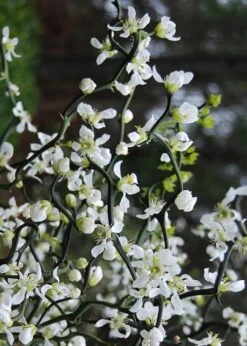 Flying Dragon Hardy Orange Tree - 7 Gallon Pot (3-4') -Botanica Tree Store Orange Flying Dragon 10