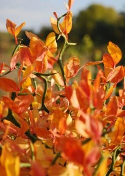 Flying Dragon Hardy Orange Tree - 7 Gallon Pot (5-6') (COPY) -Botanica Tree Store Orange Flying Dragon 13 1