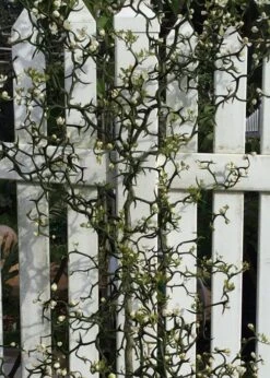 Flying Dragon Hardy Orange Tree - 7 Gallon Pot (3-4') -Botanica Tree Store Orange Flying Dragon 3