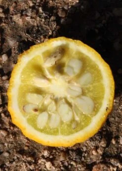 Flying Dragon Hardy Orange Tree - 7 Gallon Pot (3-4') -Botanica Tree Store Orange Flying Dragon 5