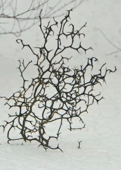 Flying Dragon Hardy Orange Tree - 7 Gallon Pot (5-6') (COPY) -Botanica Tree Store Orange Flying Dragon 7 1