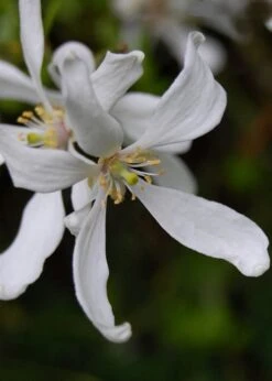 Flying Dragon Hardy Orange Tree - 7 Gallon Pot (5-6') (COPY) -Botanica Tree Store Orange Flying Dragon 8 1