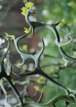 Flying Dragon Hardy Orange Tree - 7 Gallon Pot (3-4') -Botanica Tree Store Orange Flying Dragon 9