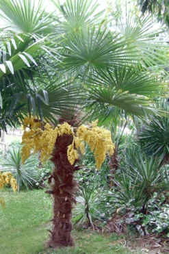 Windmill Cold Hardy Palm Tree - 7 Gallon Pot (3-4') -Botanica Tree Store Palm Windmill 500x750 1