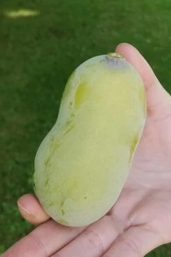 Paw Paw Tree - Asimina Triloba - 2 Gallon Pot -Botanica Tree Store Paw Paw Tree 10