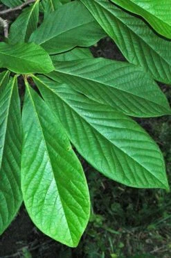 Paw Paw Tree - Asimina Triloba - 2 Gallon Pot -Botanica Tree Store Paw Paw Tree 11