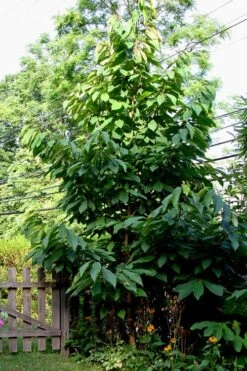 Paw Paw Tree - Asimina Triloba - 2 Gallon Pot -Botanica Tree Store Paw Paw Tree 2
