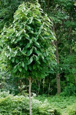 Paw Paw Tree - Asimina Triloba - 2 Gallon Pot -Botanica Tree Store Paw Paw Tree 4