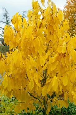 Paw Paw Tree - Asimina Triloba - 2 Gallon Pot -Botanica Tree Store Paw Paw Tree 7