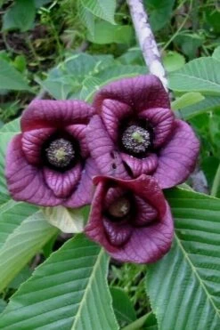 Paw Paw Tree - Asimina Triloba - 2 Gallon Pot -Botanica Tree Store Paw Paw Tree Flowers 1