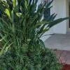 Pringles Dwarf Podocarpus Yew - 3 Gallon Pot