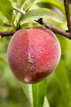 Bonanza Dwarf Patio Peach Tree - 3 Gallon Pot -Botanica Tree Store Peach Bonanza 1 1