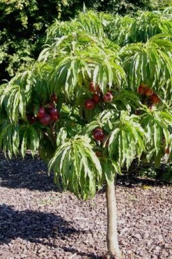 Bonanza Dwarf Patio Peach Tree - 5 Gallon -Botanica Tree Store Peach Bonanza 2