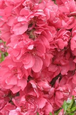 Bonanza Dwarf Patio Peach Tree - 5 Gallon -Botanica Tree Store Peach Bonanza 3