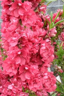 Bonanza Dwarf Patio Peach Tree - 5 Gallon -Botanica Tree Store Peach Bonanza 4