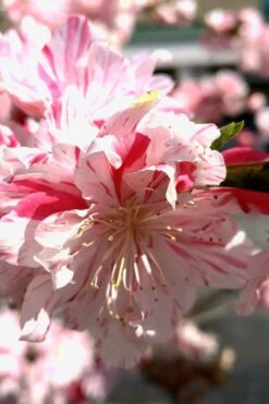 Peppermint Flowering Peach Tree - 5 Gallon Pot 12 Peppermint Flowering Peach Tree - 5 Gallon Pot -Botanica Tree Store Peach Flowering Peppermint 2
