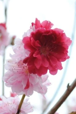 Peppermint Flowering Peach Tree - 5 Gallon Pot 10 Peppermint Flowering Peach Tree - 5 Gallon Pot -Botanica Tree Store Peach Flowering Peppermint 3