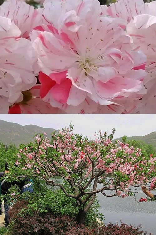 Peppermint Flowering Peach Tree - 5 Gallon Pot 7 Peppermint Flowering Peach Tree - 5 Gallon Pot - Image 7