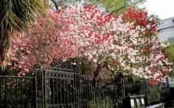 Peppermint Flowering Peach Tree - 5 Gallon Pot 11 Peppermint Flowering Peach Tree - 5 Gallon Pot -Botanica Tree Store Peach Peppermint 6