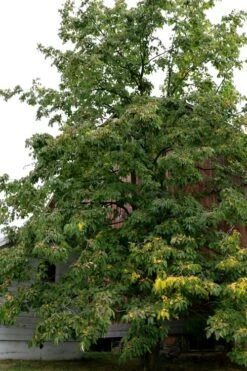 American Persimmon Tree (Diospyros Virginiana) - 3 Pack Of 1.5 Quart Pots 12 American Persimmon Tree (Diospyros Virginiana) - 3 Pack Of 1.5 Quart Pots -Botanica Tree Store Persimmon American 2 1