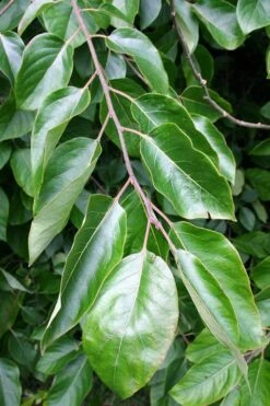 American Persimmon Tree (Diospyros Virginiana) - 3 Pack Of 1.5 Quart Pots 11 American Persimmon Tree (Diospyros Virginiana) - 3 Pack Of 1.5 Quart Pots -Botanica Tree Store Persimmon American 3 1