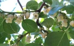 American Persimmon Tree (Diospyros Virginiana) - 1 Gallon Pot 13 American Persimmon Tree (Diospyros Virginiana) - 1 Gallon Pot -Botanica Tree Store Persimmon American 5 2