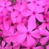 Drummond's Pink Creeping Phlox - 6 Pack Of 1 Gallon Pots