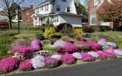 Drummond's Pink Creeping Phlox - 6 Pack Of 1 Gallon Pots -Botanica Tree Store Phlox Drummonds Pink 11