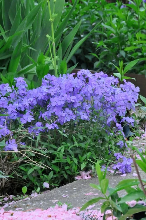 Blue Moon Woodland Phlox - 1 Gallon Pot 6 Blue Moon Woodland Phlox - 1 Gallon Pot - Image 6