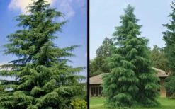 Deodar Cedar - 5 Gallon Pot (3-4') -Botanica Tree Store Picture Cedar Deodara 1 2