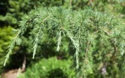 Deodar Cedar - 3 Gallon Pot 13 Deodar Cedar - 3 Gallon Pot -Botanica Tree Store Picture Cedar Deodara 2 1