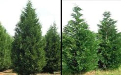 Leyland Cypress - 3 Gallon Pot 9 Leyland Cypress - 3 Gallon Pot -Botanica Tree Store Picture Cypress Leyland 1 1