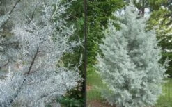 Silver Smoke Arizona Cypress - 1 Gallon Pot -Botanica Tree Store Picture Cypress Silver Smoke 2 1